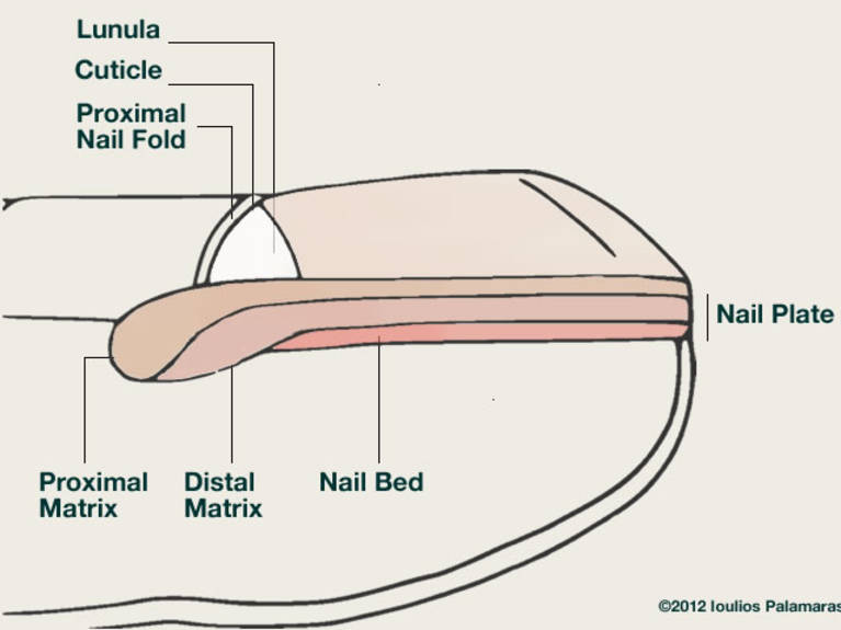 Anatomy of the nail